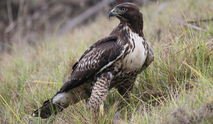 BrightSource Adds Red-Tailed Hawks to Solar CSP Menagerie