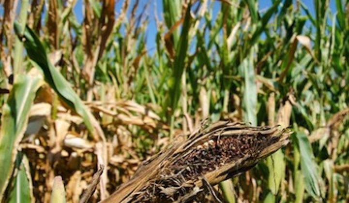 Even With RFS, Ethanol Can’t Escape Drought Impact