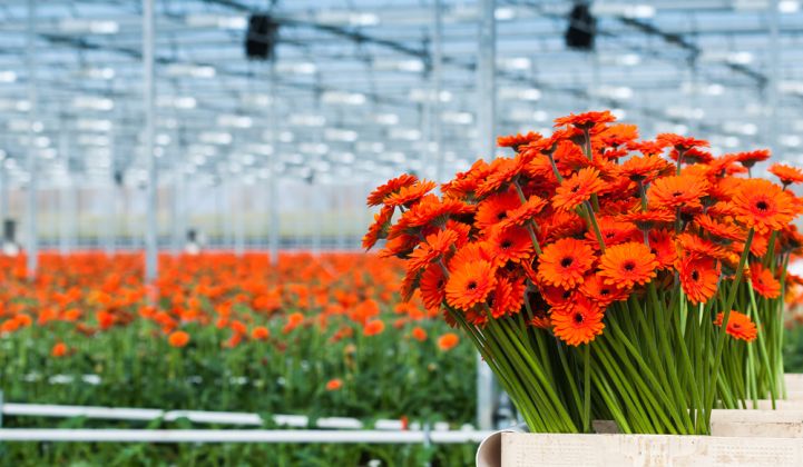 LEDs Can Triple the Efficiency of Greenhouse Lighting