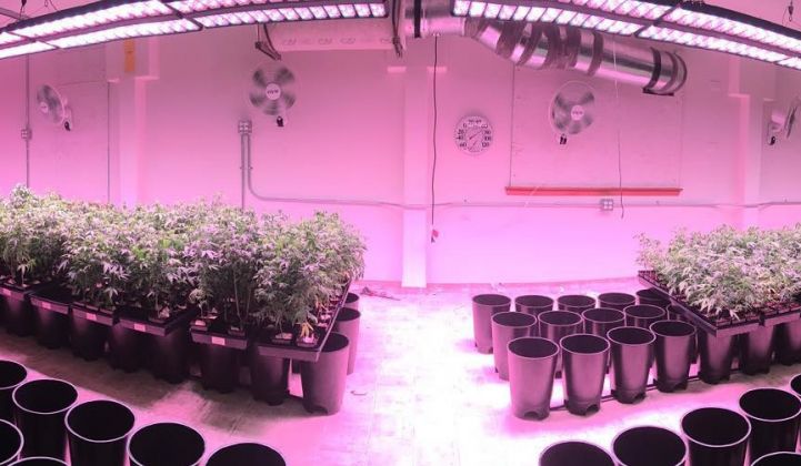 LEDs Light Up Indoor Farming and Marijuana Cultivation