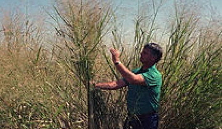 Switchgrass as Ideal Biofuel Feedstock?