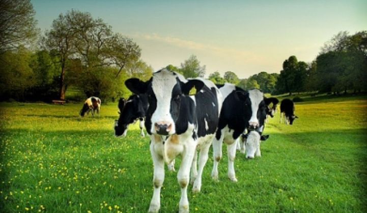 Low-Emission Yogurt From Grass-Fed Cows