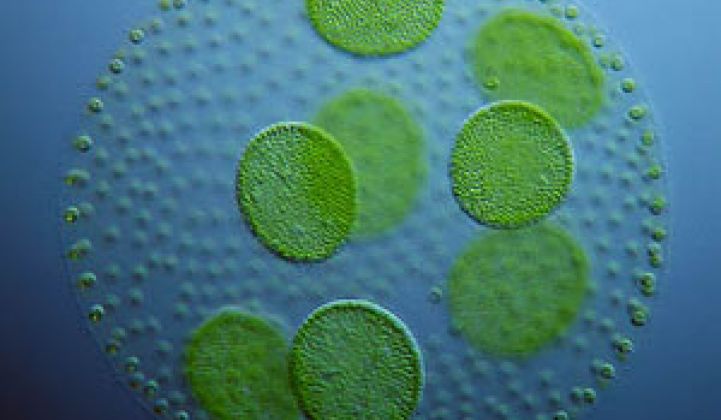 Algae Biofuel Investments Explode