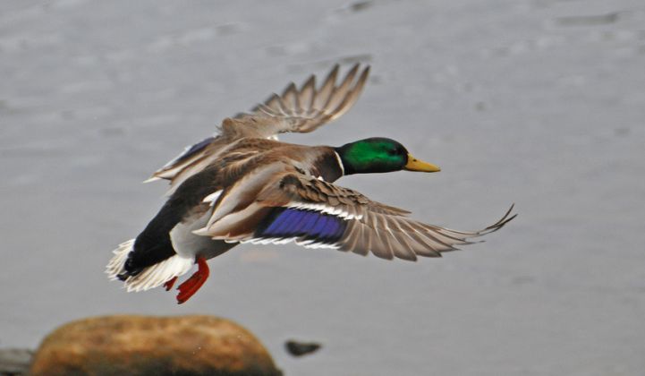 EIA Data Reveals California’s Real and Growing Duck Curve