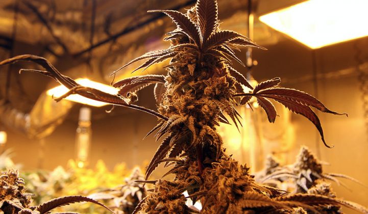 Cannabis Growers Embrace IOT for Energy Efficiency