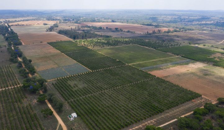 Zimbabwe's Nhimbe Fresh has invested in solar and batteries to keep irrigation pumps and cold-storage systems running during grid blackouts. (Credit: Sun Exchange)