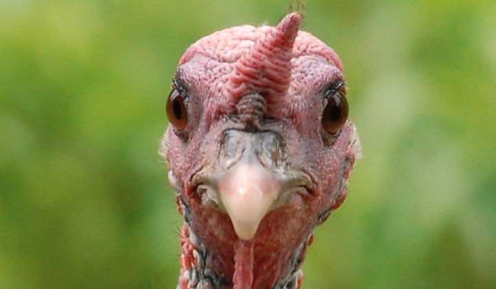 The 5 Biggest Clean Energy Turkeys of 2013