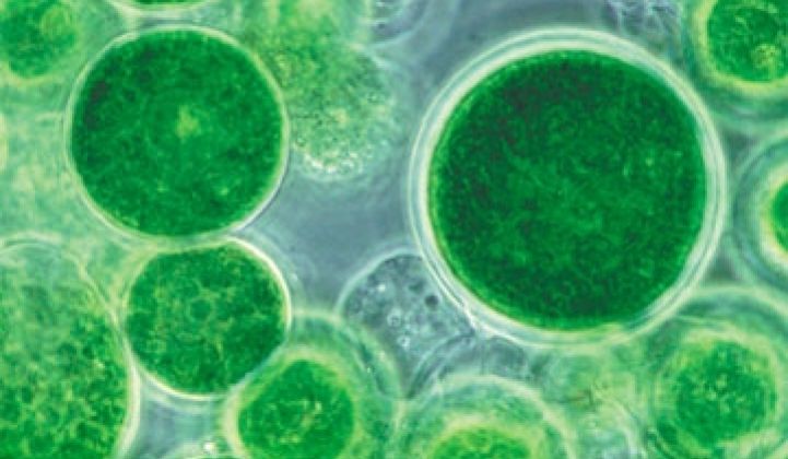 The Return of Fed-Funded Algae Fuel Research