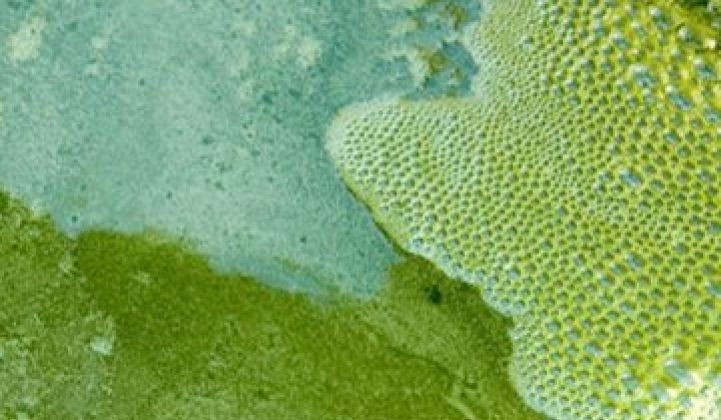 Aurora Algae Raises $22 Million More for Algae Food