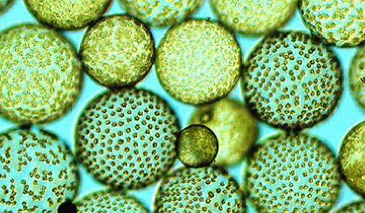 Hard Lessons From the Great Algae Biofuel Bubble
