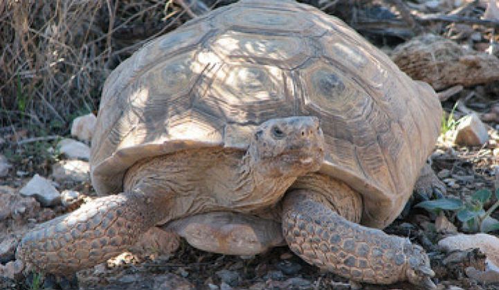 BrightSource’s “Head Start” for Desert Tortoises