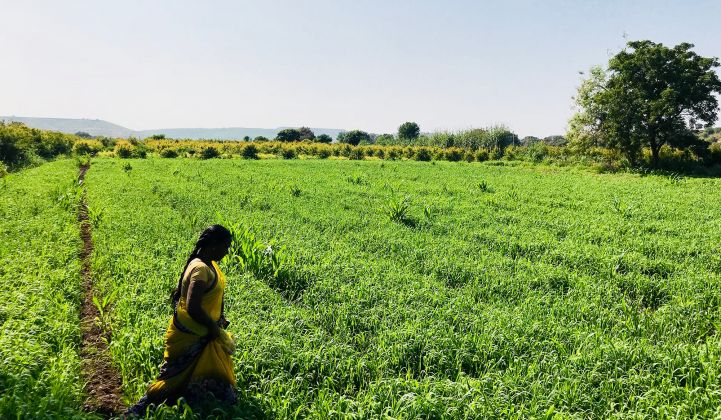 A farmer in Aurangabad, India walks through her fields. She is gaining access to urban markets by working with Factor[e]’s portfolio companies.