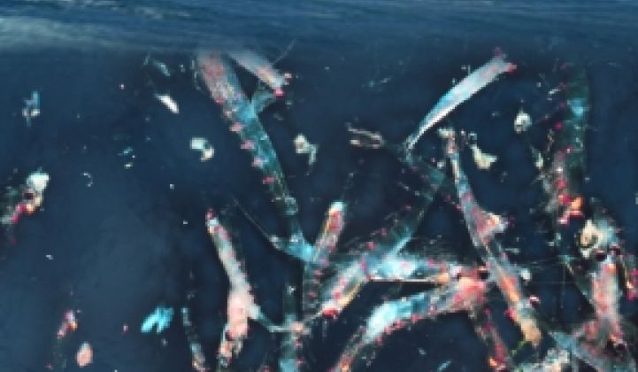 Report: Iron-Fed Plankton Slow to Remove CO2